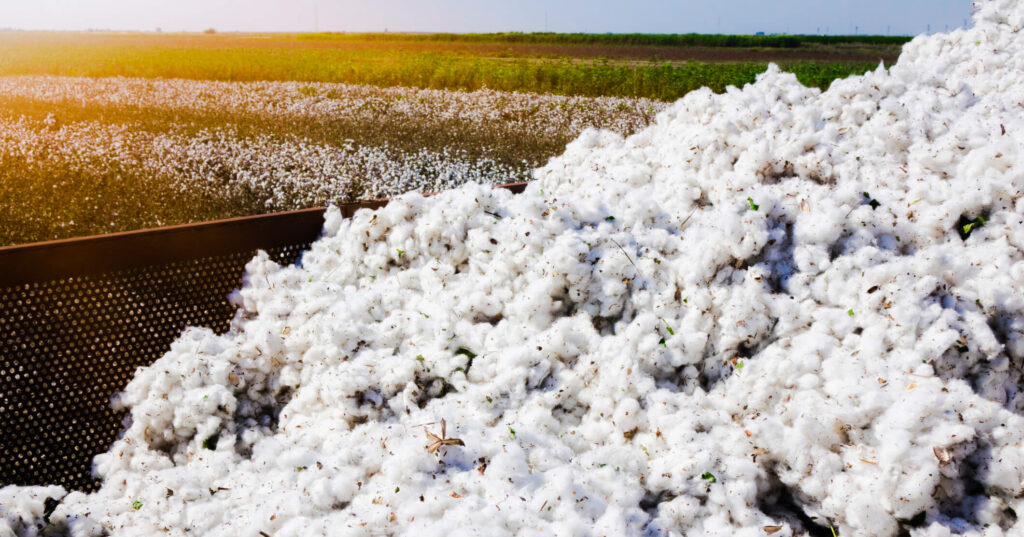 piles of cotton in cotton field