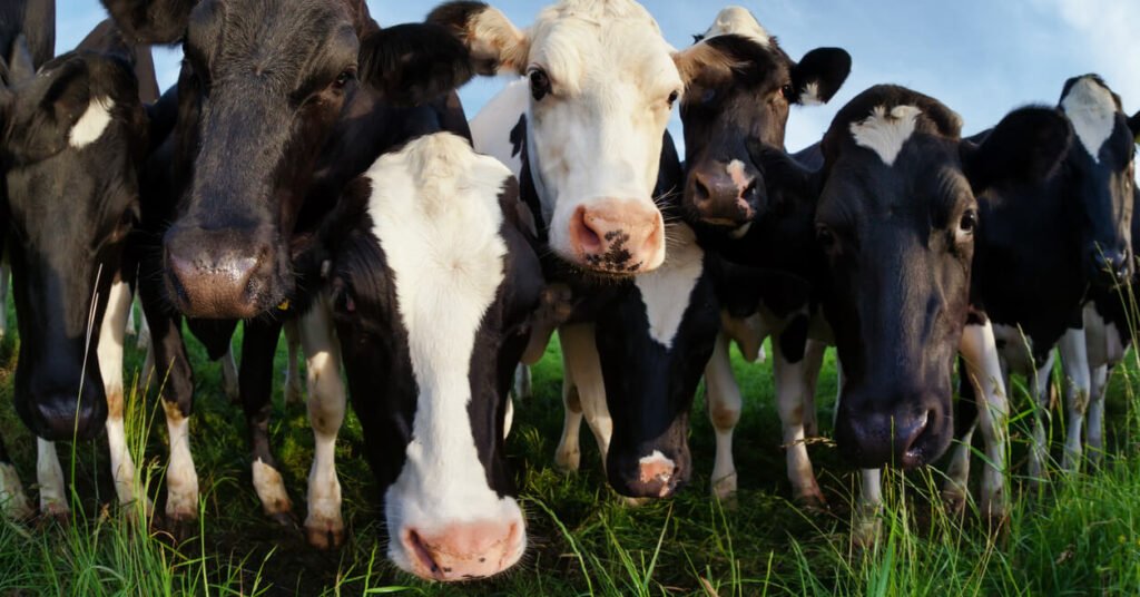 dairy cows in field