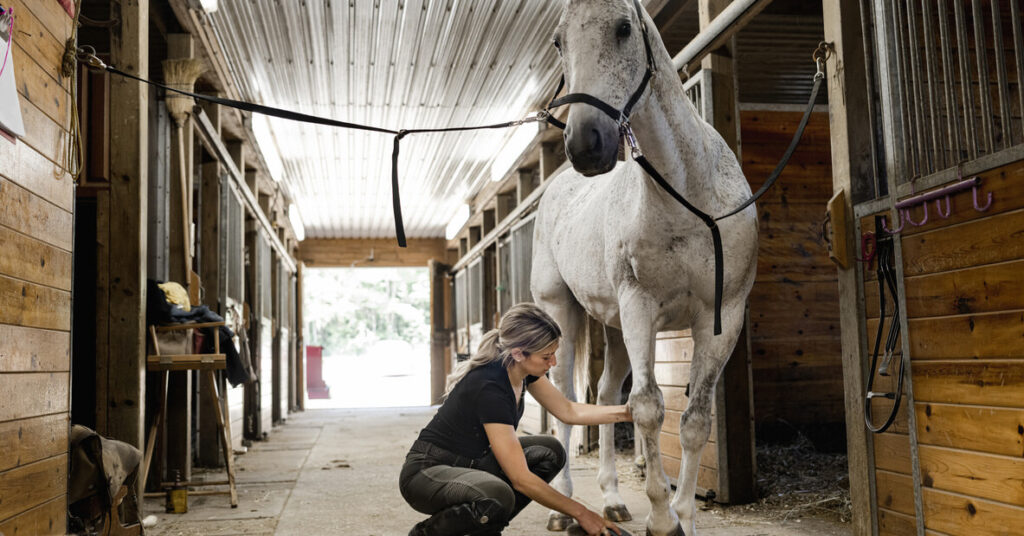 woman cleaning horse in stables