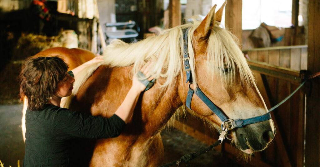 rider grooming horse in stables