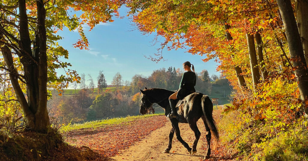 horse and rider in quiet country lane on fall day