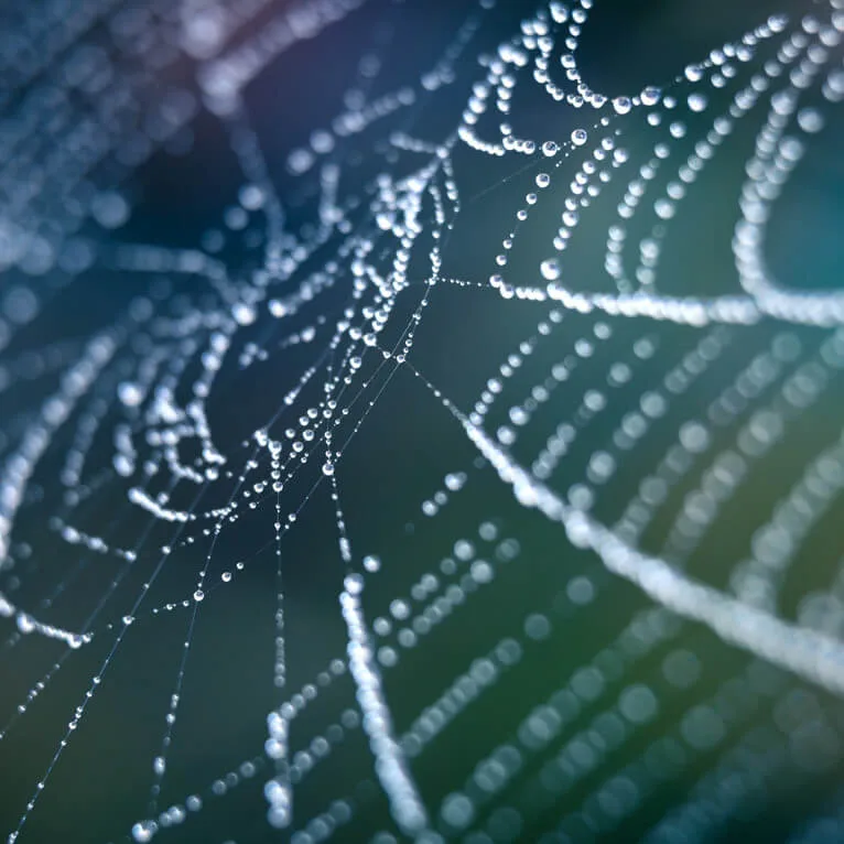 spiderweb covered in dew showing complexity
