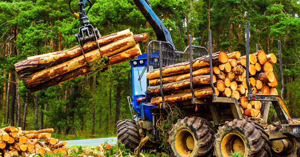 logs being stacked onto machinery in forest