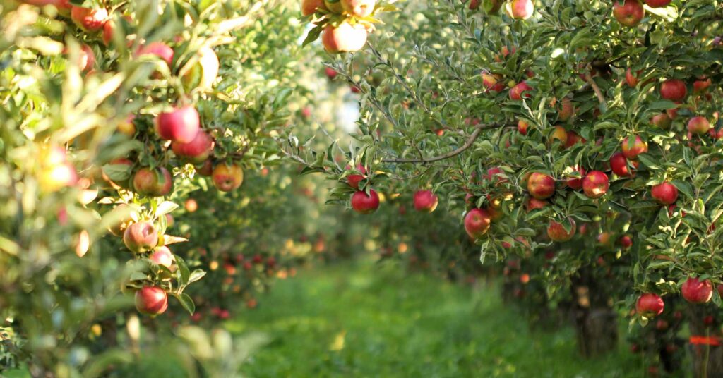 sunny orchard with fresh red apples