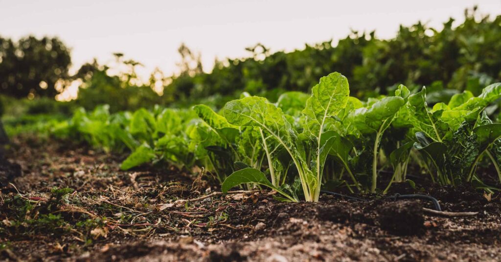 close up shot of crops in ground