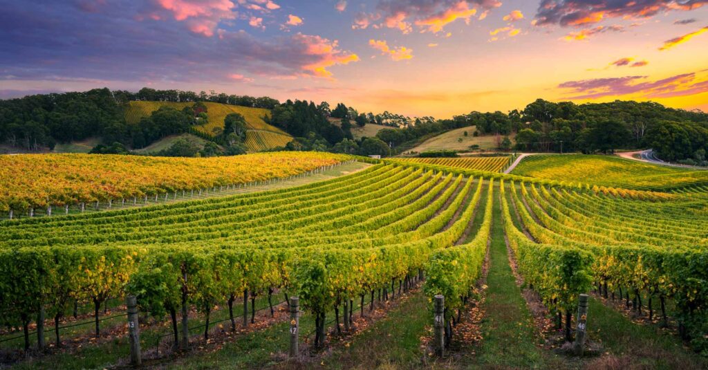 Beautiful Vineyard in the Adelaide Hills